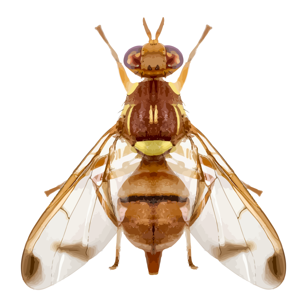 Bactrocera Cucurbitae