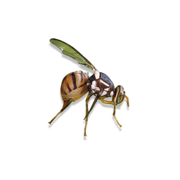 Oriental Fruit Fly