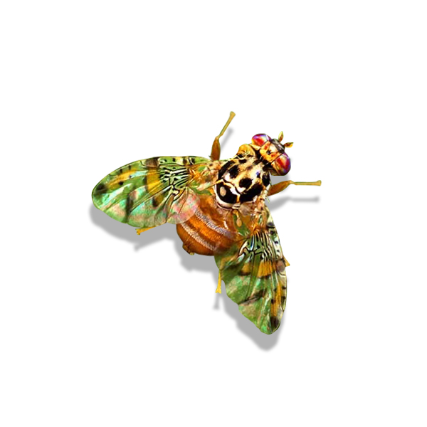 Mediterranean Fruit Fly